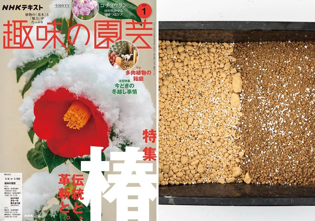 コハウチワカエデとアセビの共生株。 コハウチワカエデとアセビの共生株。