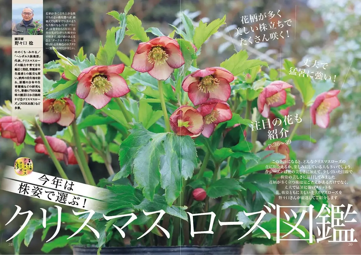 川上未映子氏・特別寄稿】『趣味の園芸』2月号は、かつてない