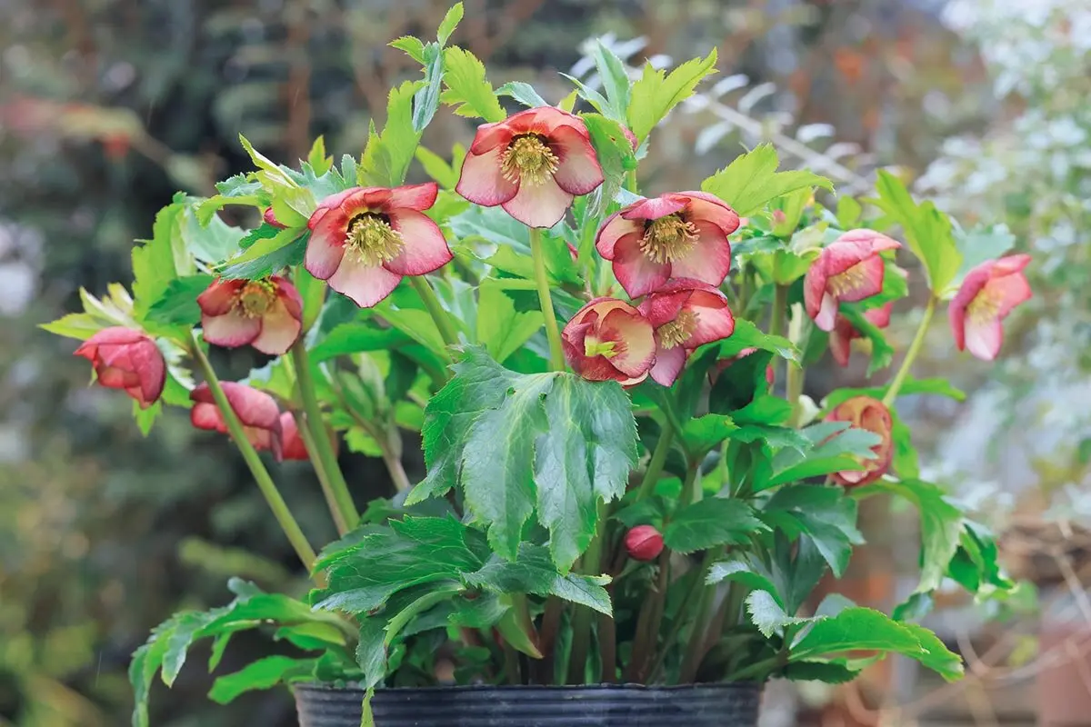 画像一覧》花だけでなく株姿にも注目 丈夫で美しい大株に育つ