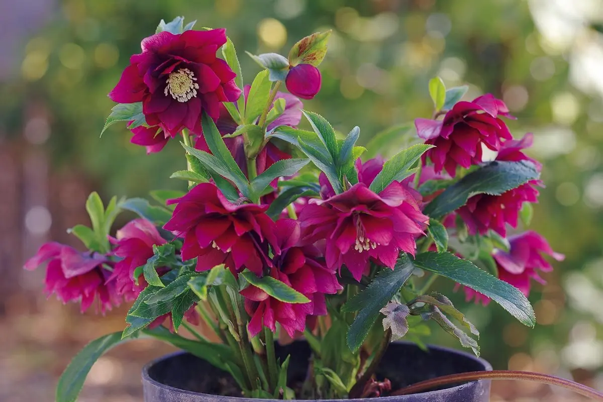 画像一覧》花だけでなく株姿にも注目 丈夫で美しい大株に育つ