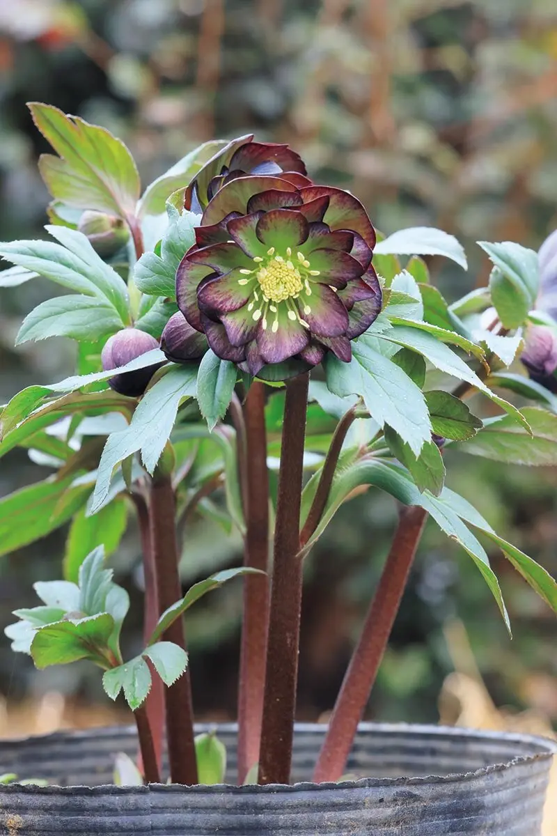 画像一覧》花だけでなく株姿にも注目 丈夫で美しい大株に育つ