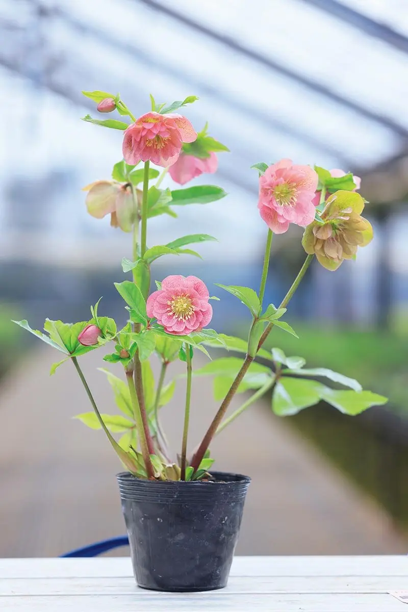 画像一覧》花だけでなく株姿にも注目 丈夫で美しい大株に育つ