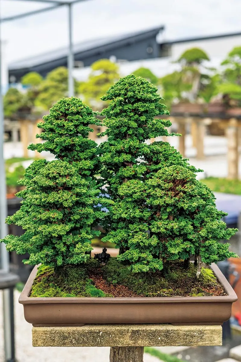 苔聖園』 石化桧 10 ≪小品盆栽≫石化檜・直幹樹形・即