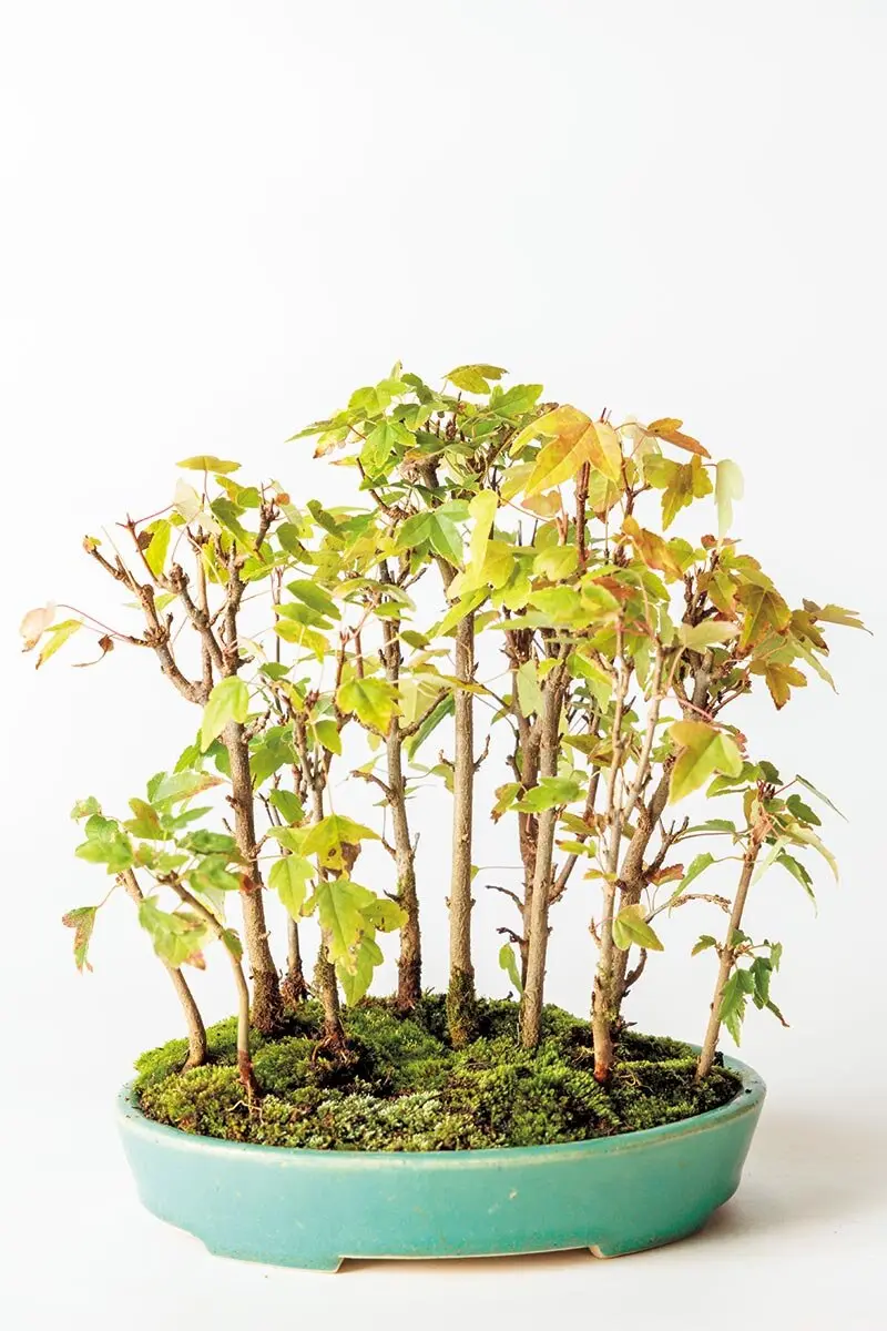 頭に浮かんだ森や林の風景を、鉢の中で表現する。盆栽で楽しむ、木立の