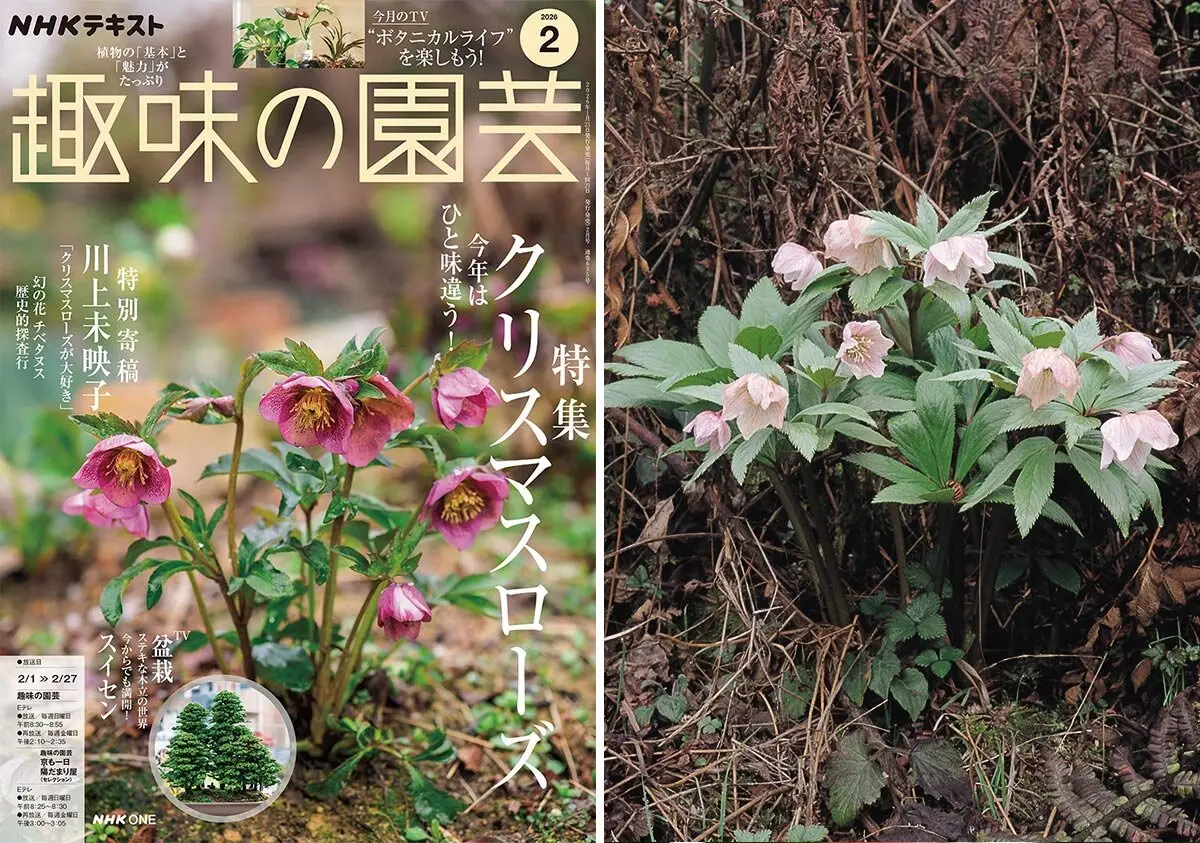 マルバストラムとは｜育て方がわかる植物図鑑｜みんなの趣味の園芸