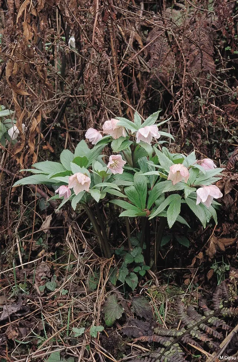 幻の花 ヘレボルス・チベタヌス〉荻巣樹徳氏に聞く、自生地での生活史