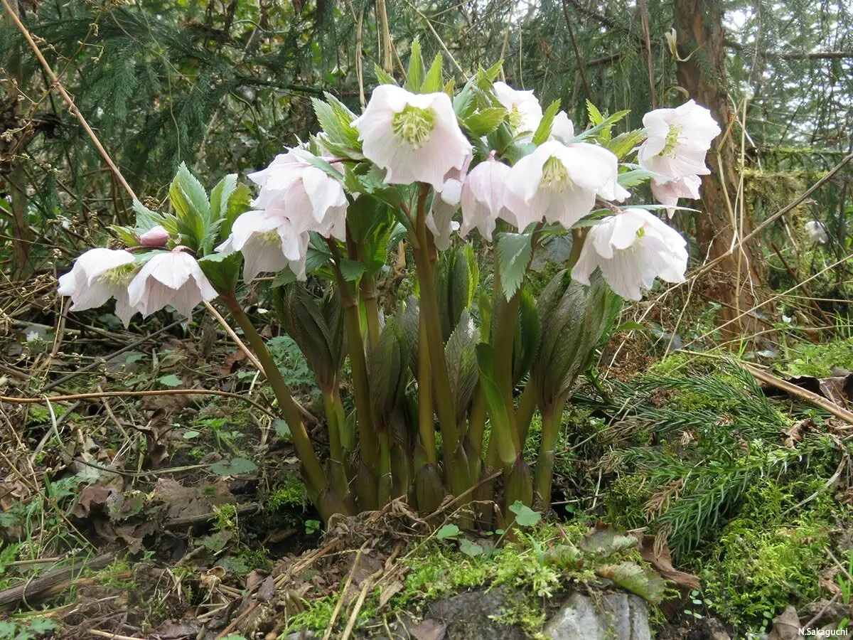 画像一覧》〈幻の花 ヘレボルス・チベタヌス〉クリスマスローズの可能