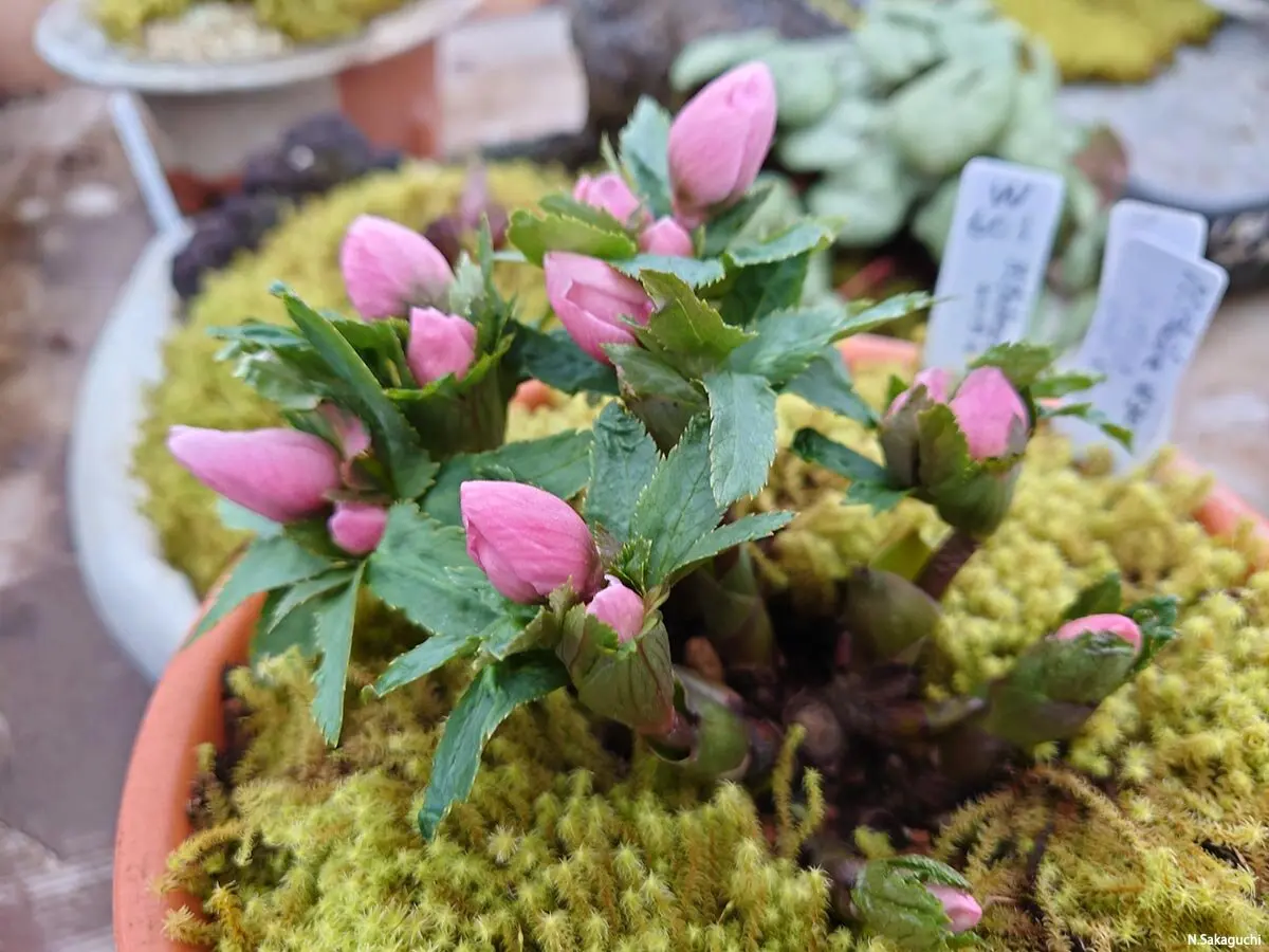 幻の花 ヘレボルス・チベタヌス〉クリスマスローズの可能性を探る