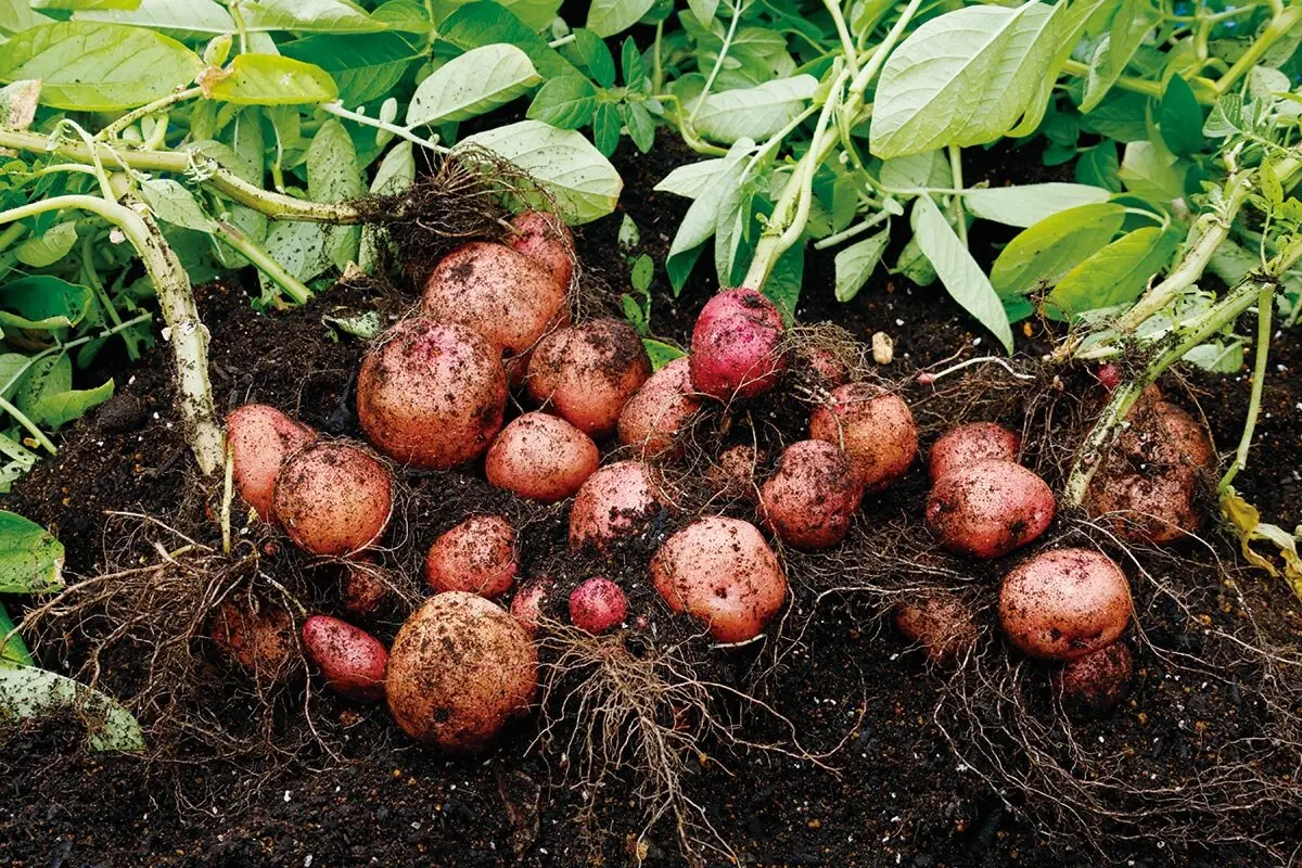 超密植でイモがびっしり！攻めのプランター栽培で育てるジャガイモ