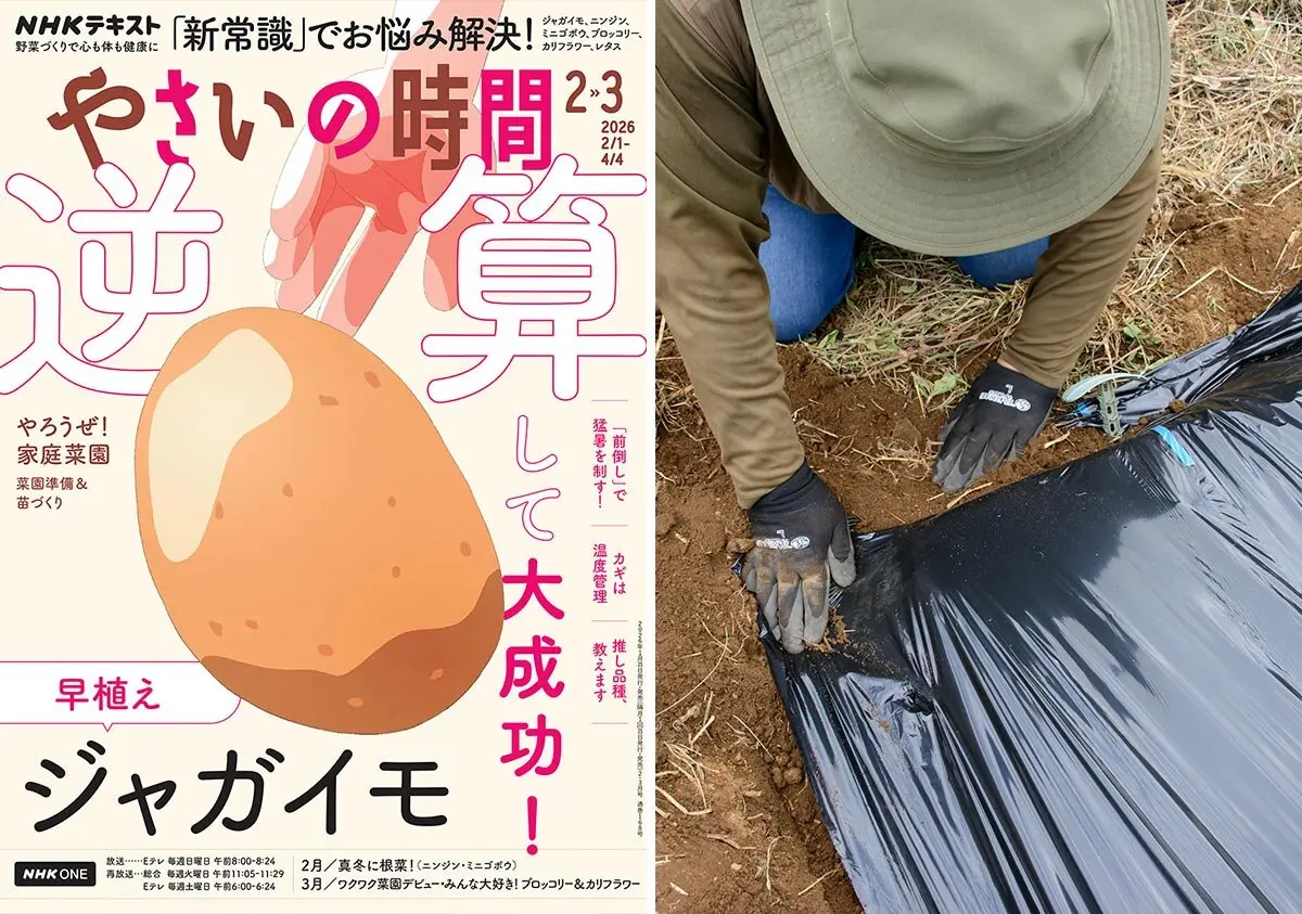 マーガレット サンデーリップル秋口か...「お花を愛でる」のアルバム-みんなの趣味の園芸28138