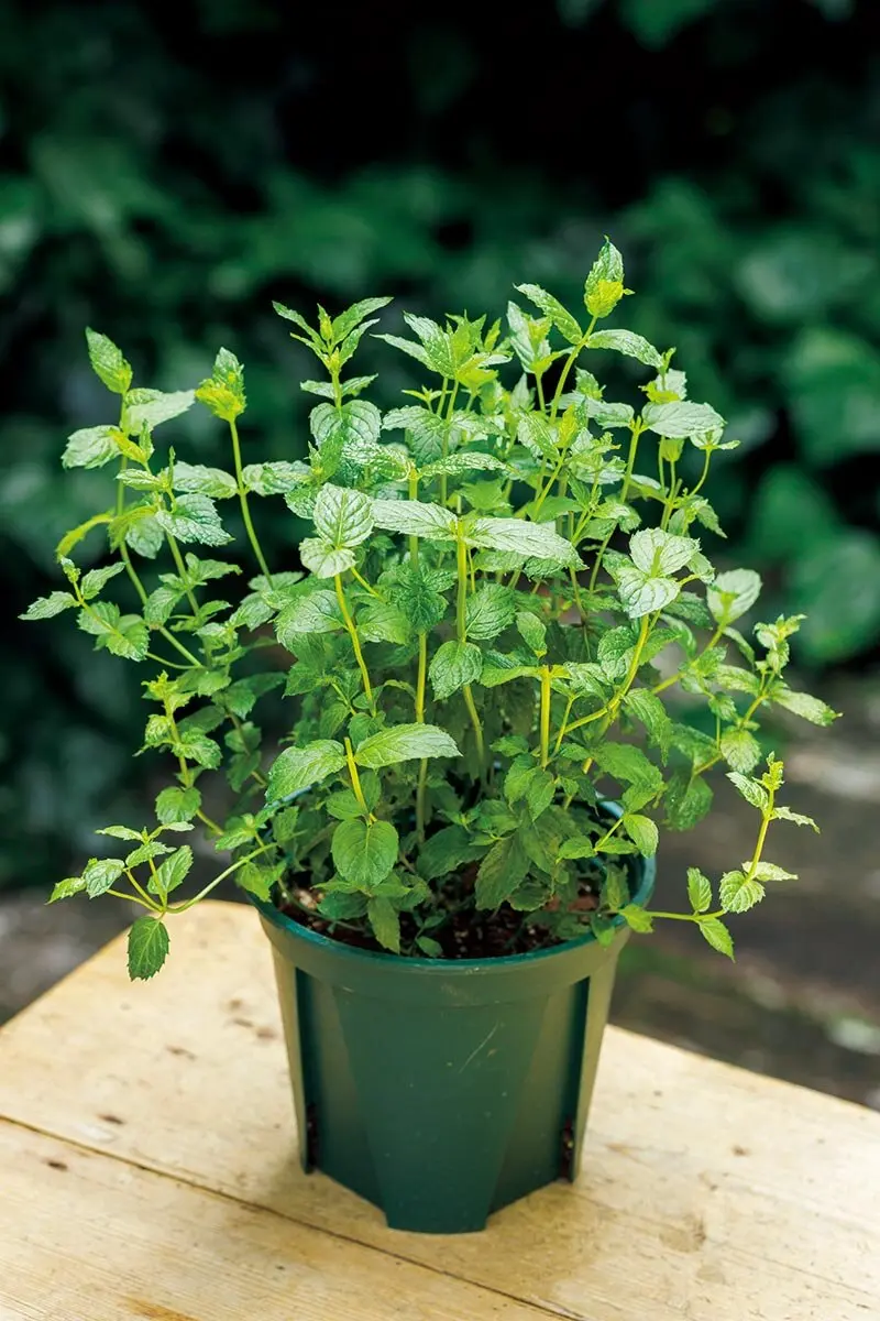 植えたら毎年、香りと味わいが楽しめる！多年草系ハーブ【厳選35種