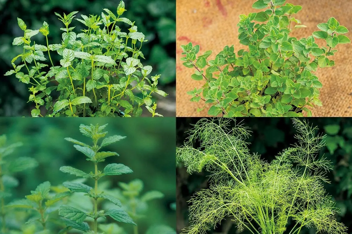 植えたら毎年、香りと味わいが楽しめる！多年草系ハーブ【厳選35種
