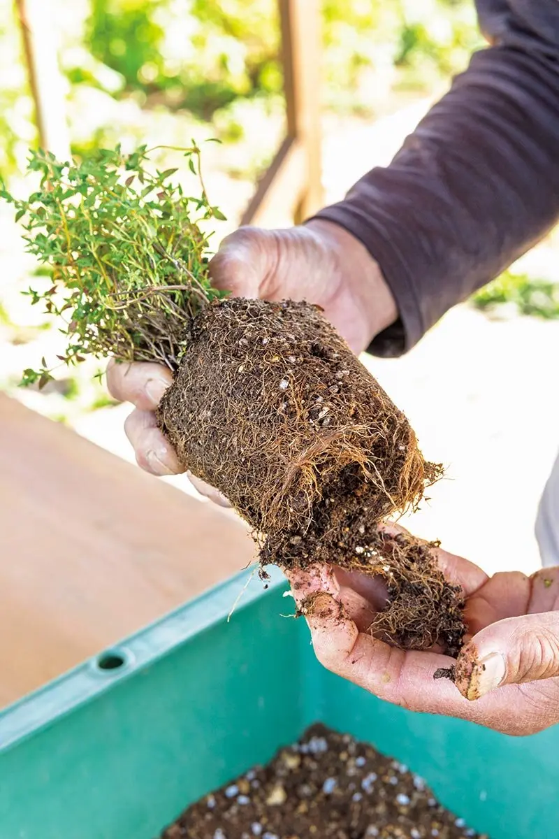 春から始めたいハーブ栽培 種類に合った植えどきと、収穫を楽しむ育て