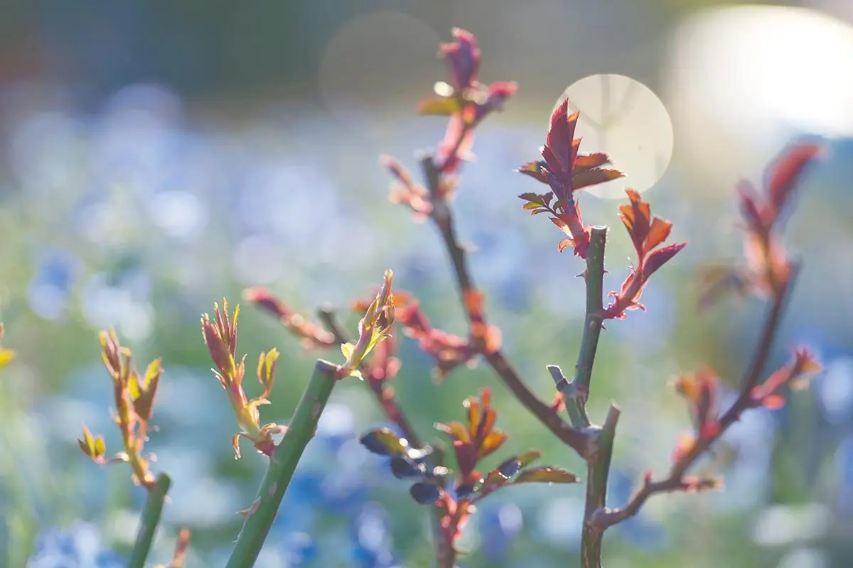 バラの芽吹きが始まったら、お手入れも再始動！春の開花に影響する消毒