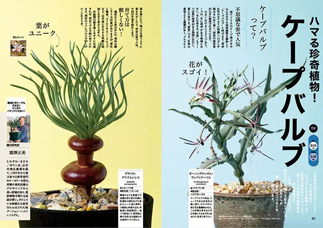 3月15日放送テーマ】ハマる珍奇植物！ ケープバルブ／〈里山菜園 有機