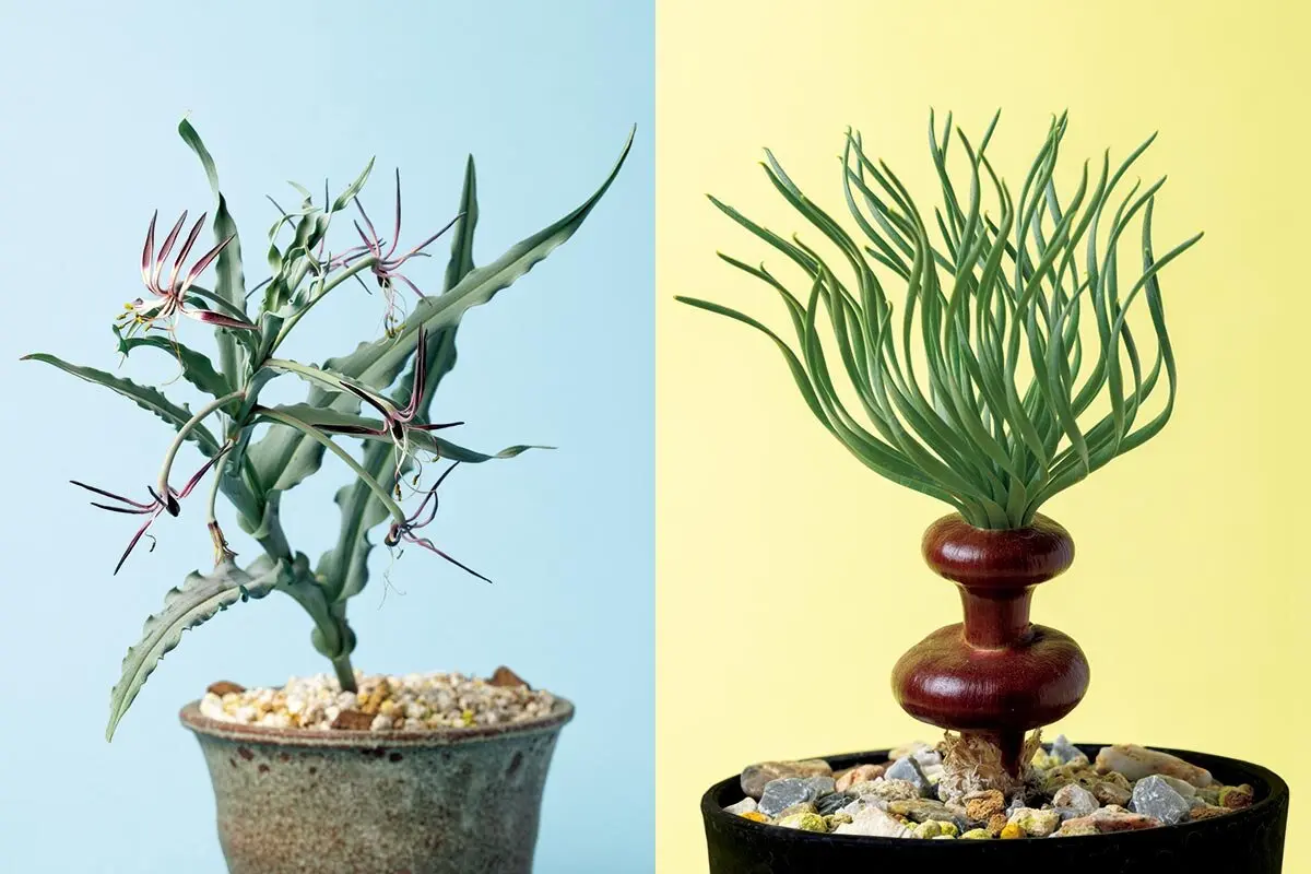 ハマる珍奇植物！ケープバルブって？ 見た目はユニーク、でも意外と