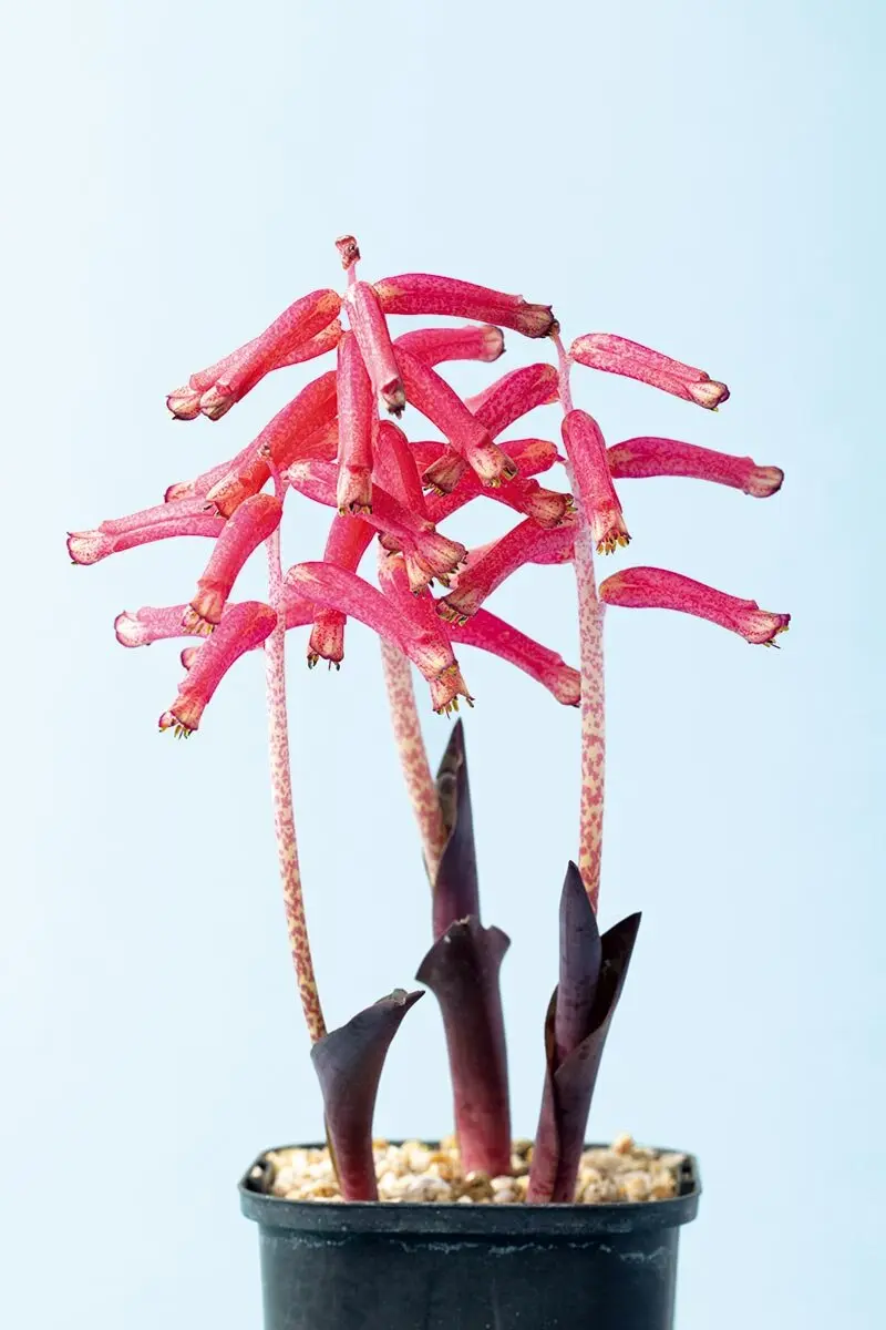 ハマる珍奇植物！ケープバルブって？ 見た目はユニーク、でも意外と