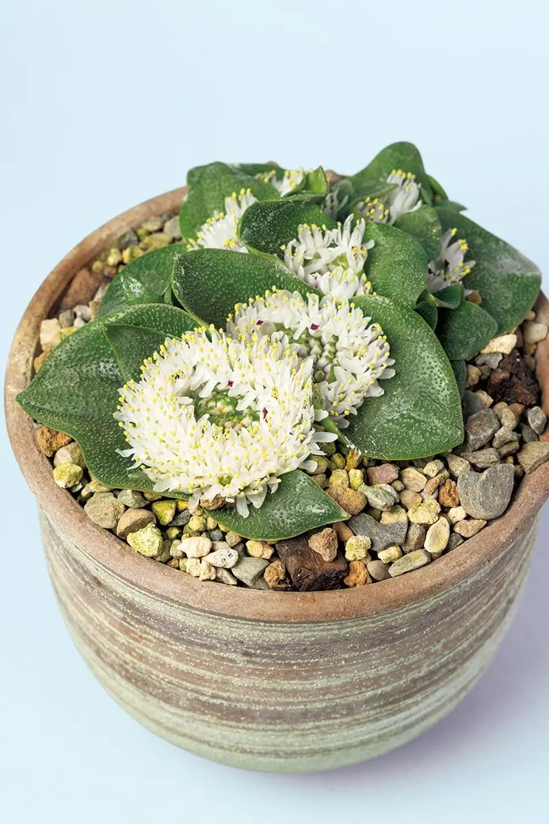 ハマる珍奇植物！ケープバルブって？ 見た目はユニーク、でも意外と