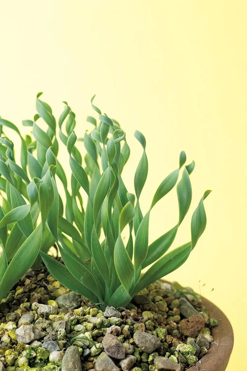 ハマる珍奇植物！ケープバルブって？ 見た目はユニーク、でも意外と