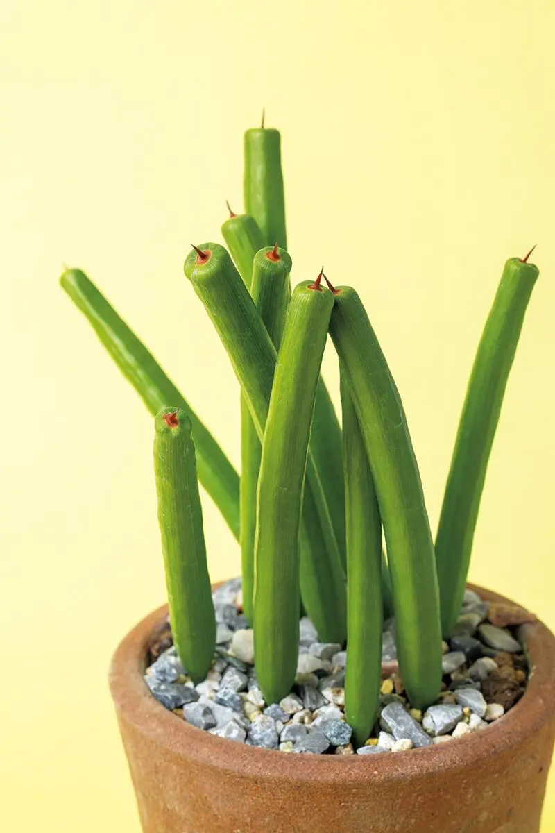 ハマる珍奇植物！ケープバルブって？ 見た目はユニーク、でも意外と