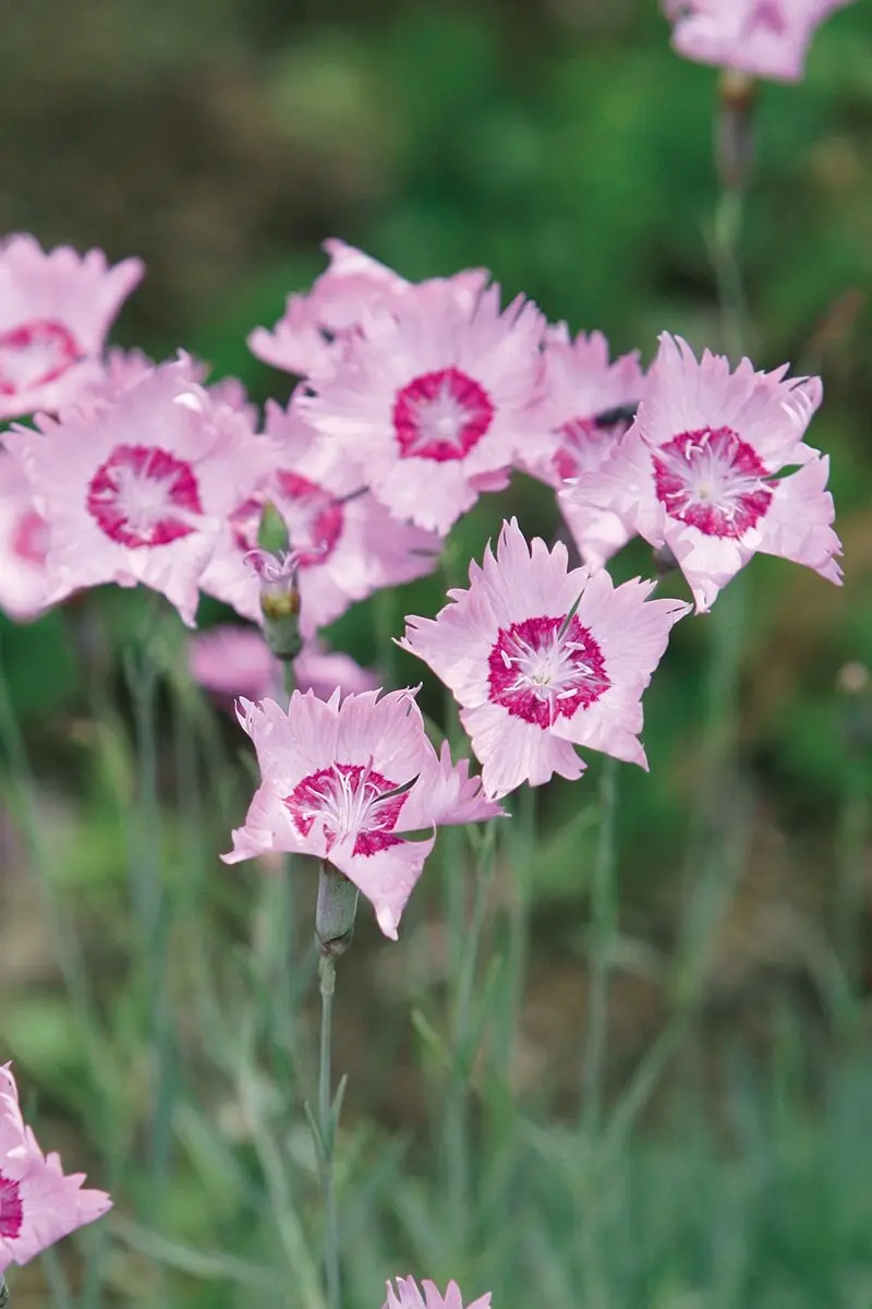 画像一覧》今、改めて注目したい宿根草「タツタナデシコ」香り立つ花と