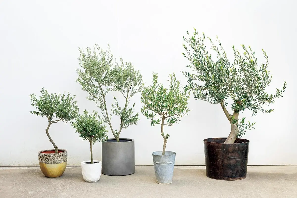 オリーブの鉢植え オリーブの鉢植えをおしゃれに楽しむ！印象の異なる3つのスタイル