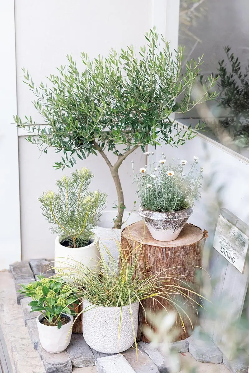 オリーブの鉢植え 鉢植えオリーブ 販売 新築・開店祝いにも最適
