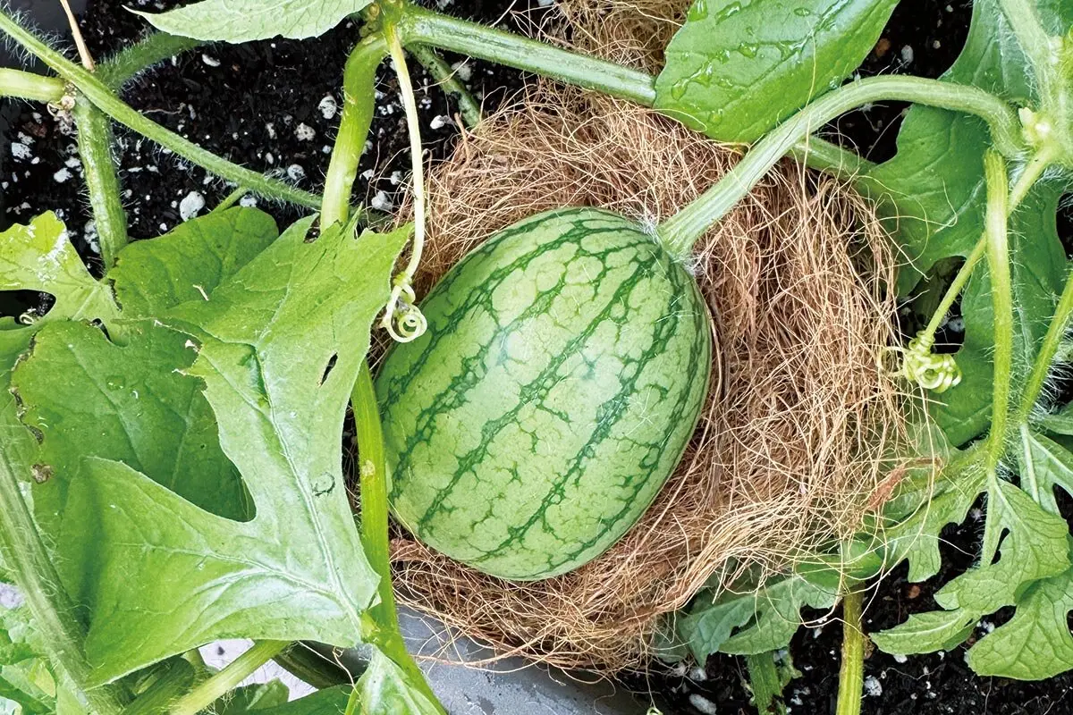 プランター栽培でスイカを収穫！ 葉ネギ・エダマメと混植｜記事
