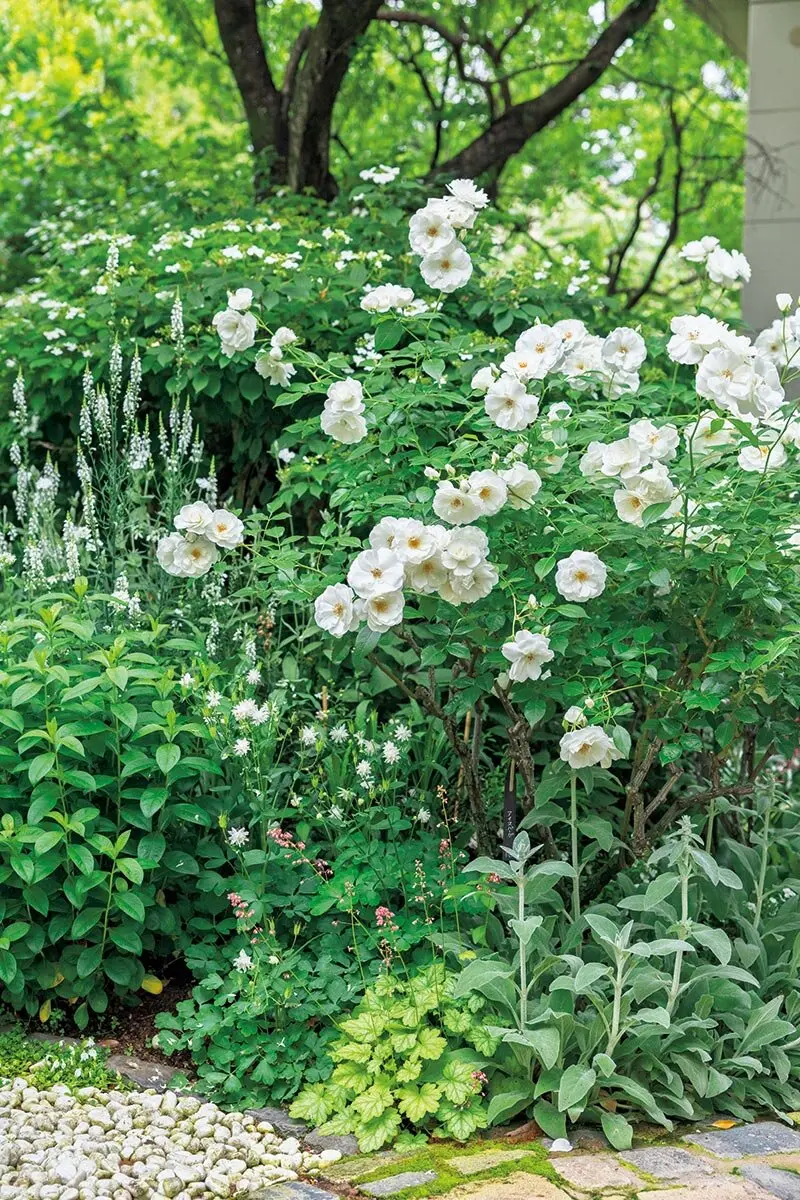 天野麻里絵さんに教わるバラと草花の植栽【その組み合わせ、ステキ！第