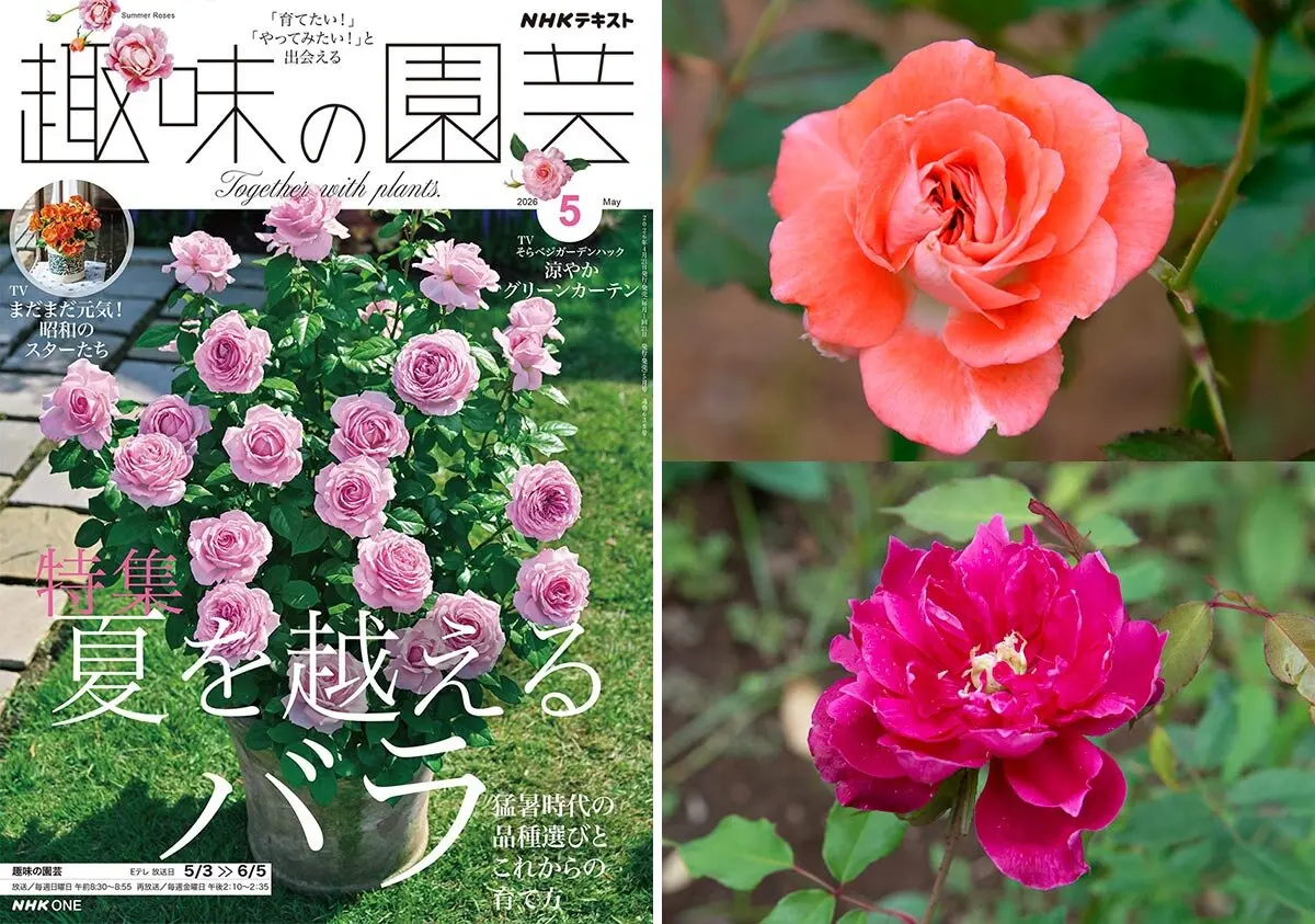 プヤ・ベルテロニアナの日記一覧|ジャカランダさんの園芸日記-みんなの