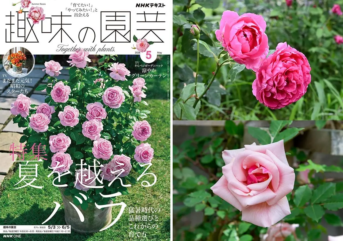 千葉県佐倉市とインドをつなぐヴィララガヴァン夫妻のバラ。草ぶえの丘