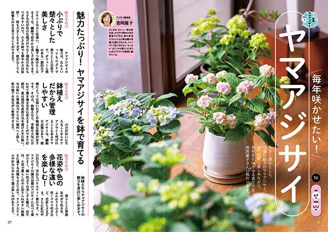 趣味の園芸』2026年6月号の紹介～ヤマアジサイの愉しみ／暑さに負け