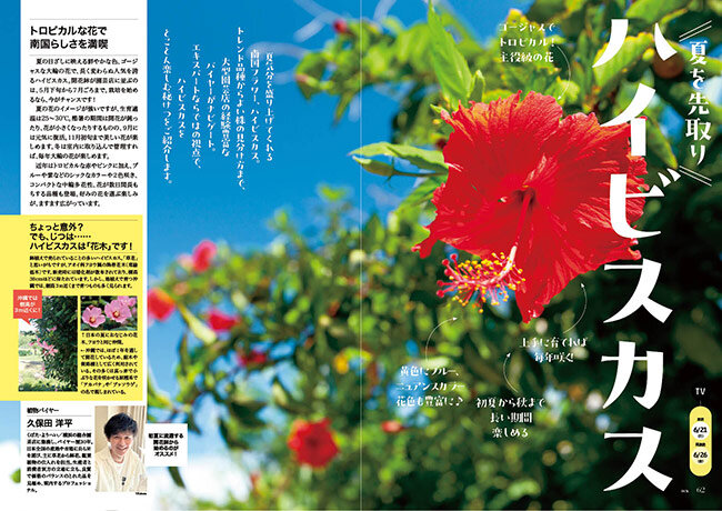 趣味の園芸』2026年6月号の紹介～ヤマアジサイの愉しみ／暑さに負け