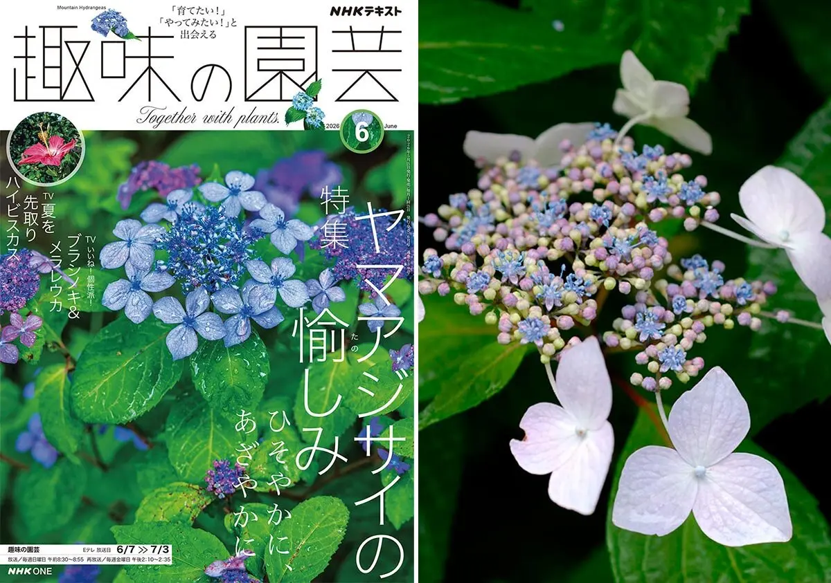催花雨なのかな？｜園芸日記byラスカル｜みんなの趣味の園芸｜545075