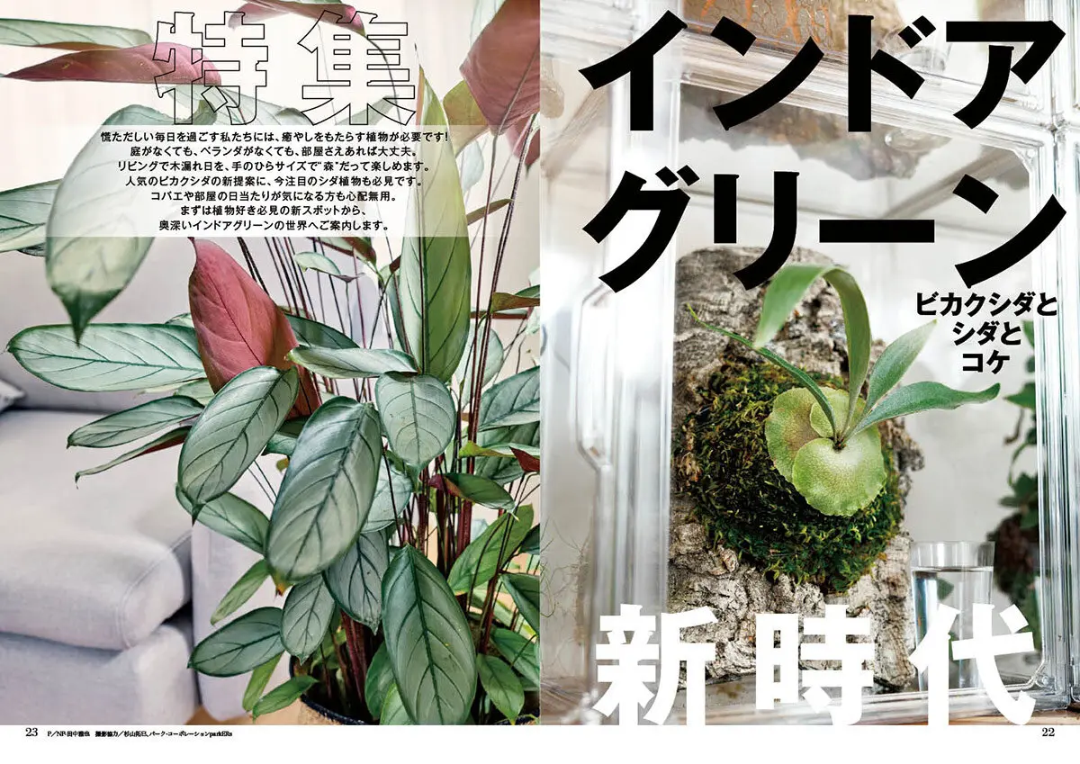 園芸相談Q＆A｜植物の質問をみんなで解決！｜みんなの趣味の園芸
