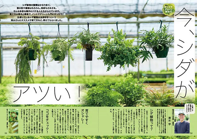趣味の園芸』2026年7月号の紹介～インドアグリーン新時代〈観葉植物