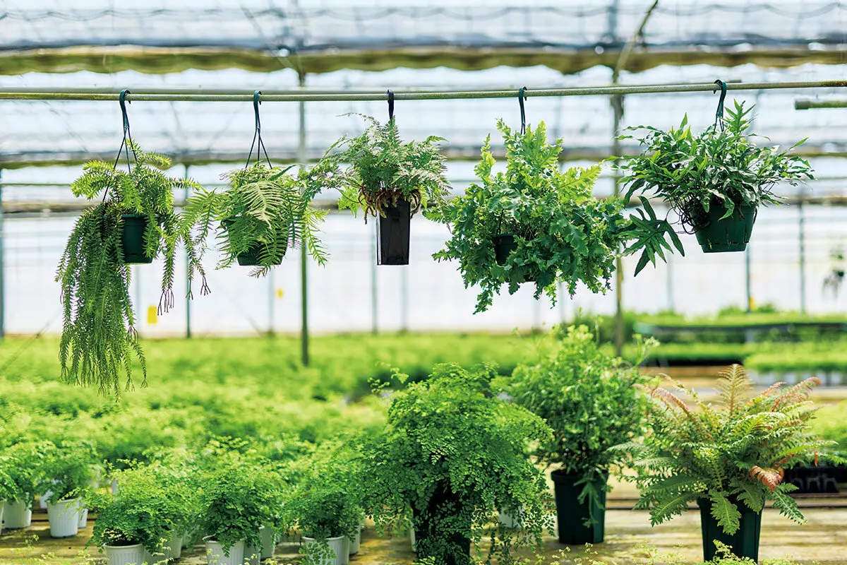 今、シダがアツい！ 育てやすくてオシャレなシダ植物の魅力｜記事