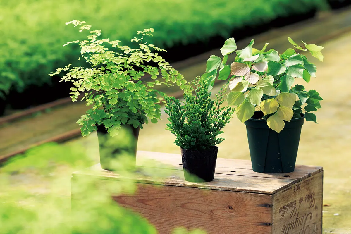 今、シダがアツい！ 育てやすくてオシャレなシダ植物の魅力｜記事