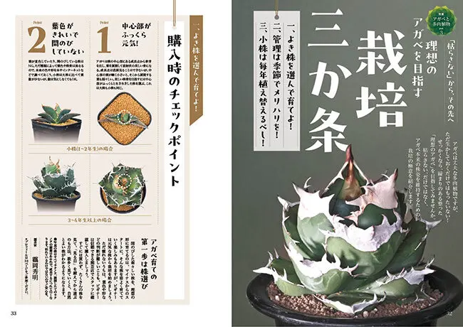 画像一覧》『趣味の園芸』2026年8月号の紹介～最高のアガベと多肉植物