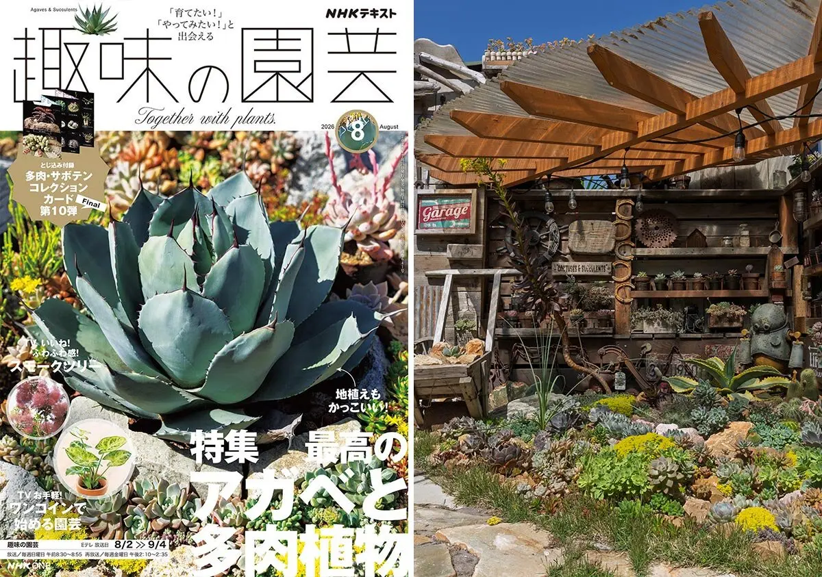 アガベと多肉植物を地植えしたらどうなる？ 圧倒的なボリューム感