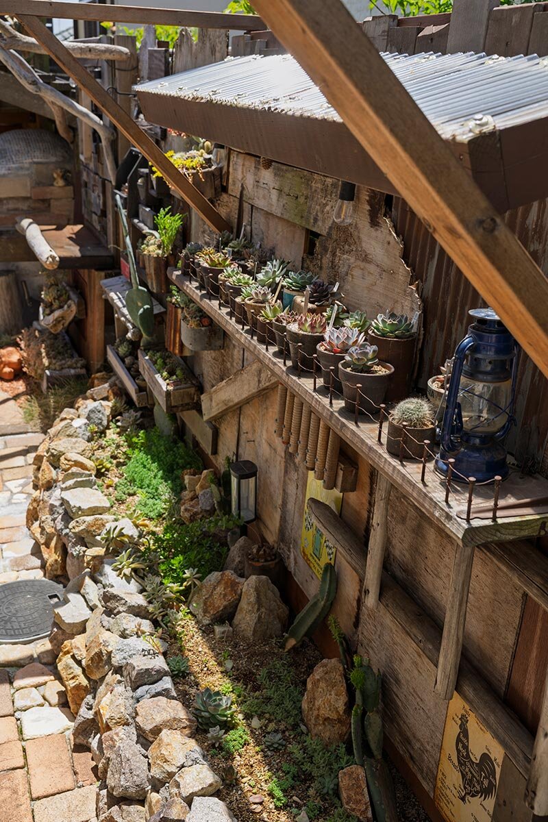 アガベと多肉植物を地植えしたらどうなる？ 圧倒的なボリューム感