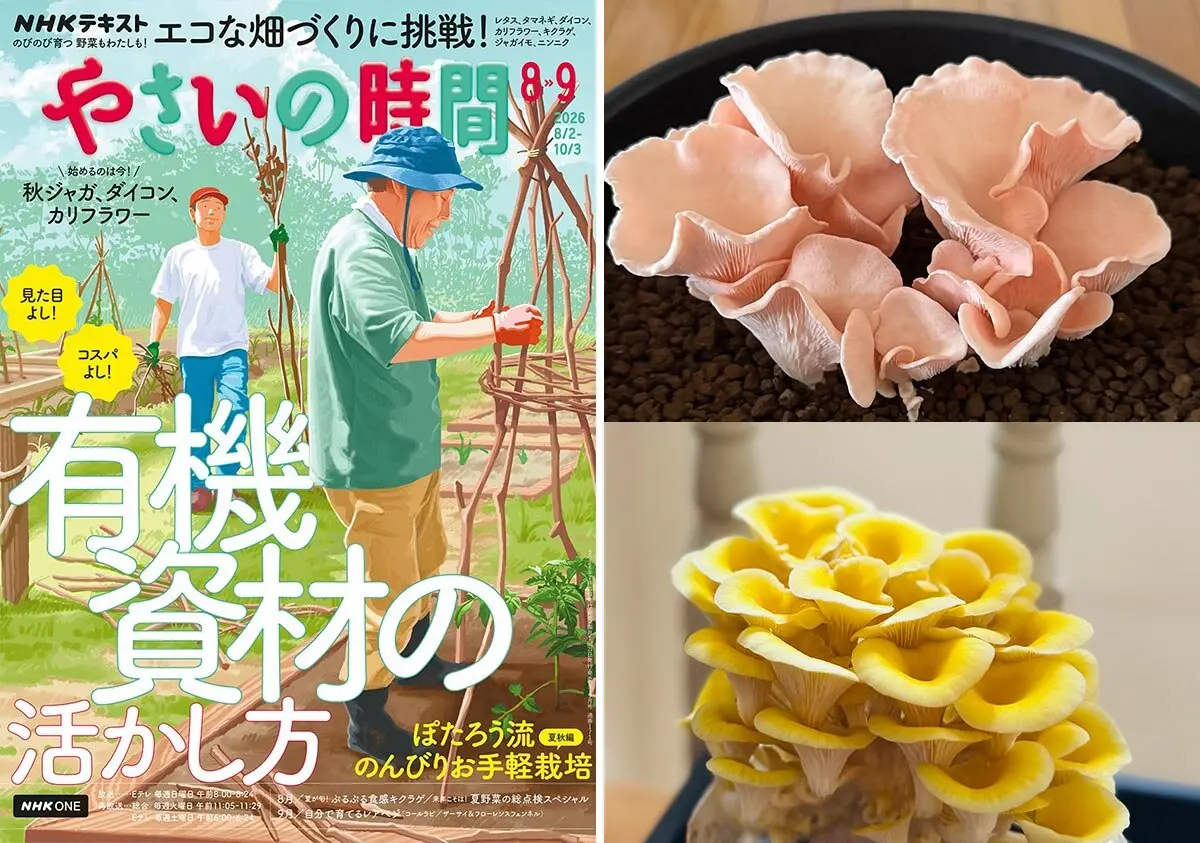 ライラジェニー 霜の花「多肉植物③」のアルバム-みんなの趣味の園芸