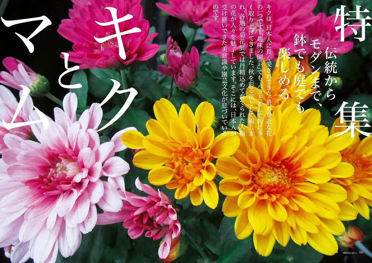 朝顔 団 十郎 偽物