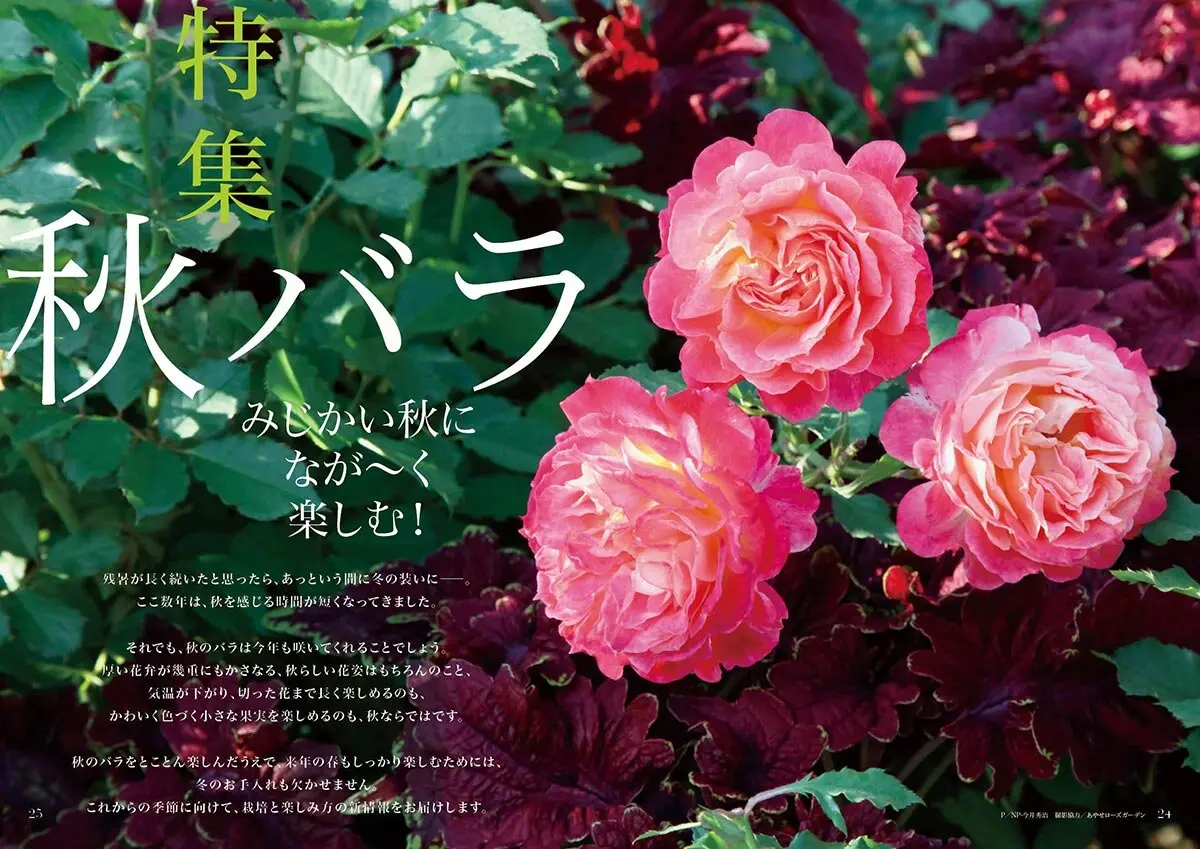 みじかい秋になが～く楽しむ！ 秋バラ｜好評発売中『趣味の園芸』2026