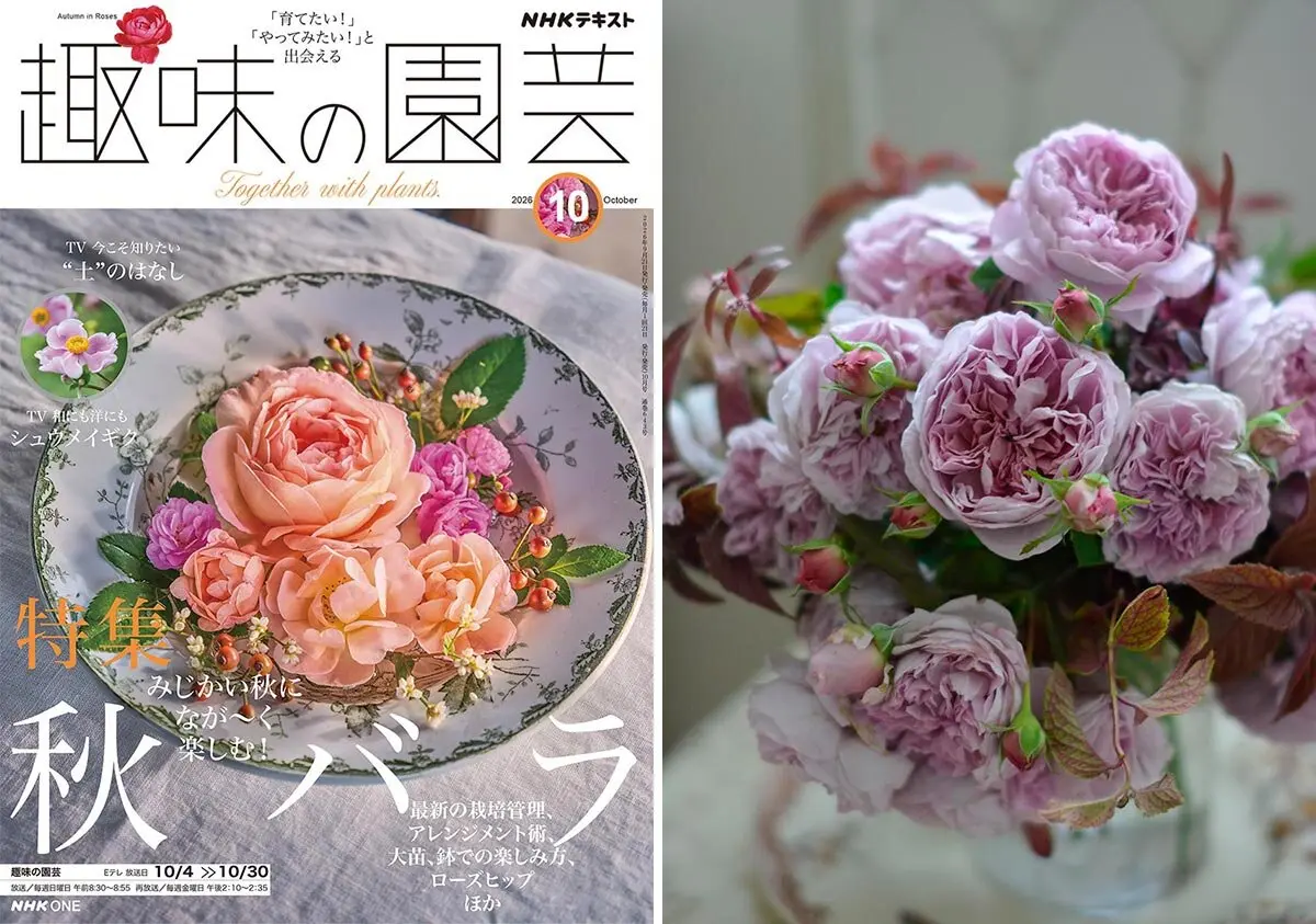 ビカクシダカイゲンの日記-毎日の植物記録|みんなの趣味の園芸