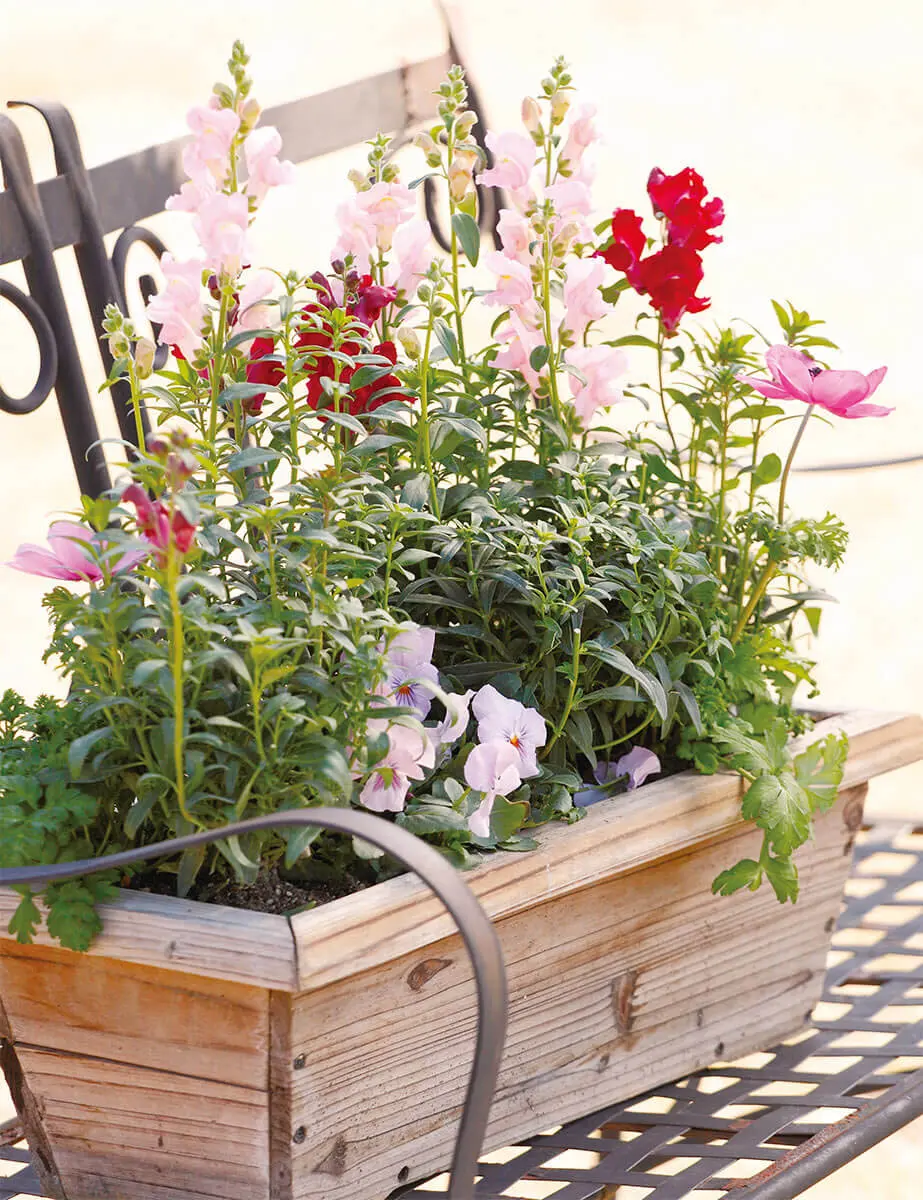 花壇の花色はどうまとめる？ センスよく見える色の組み合わせは｜記事