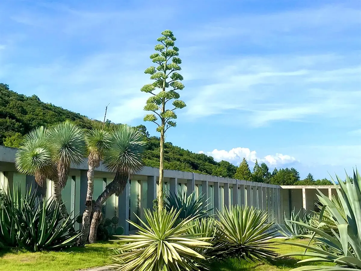 数十年に一度の花！淡路夢舞台のアガベ・アングスティフォリア