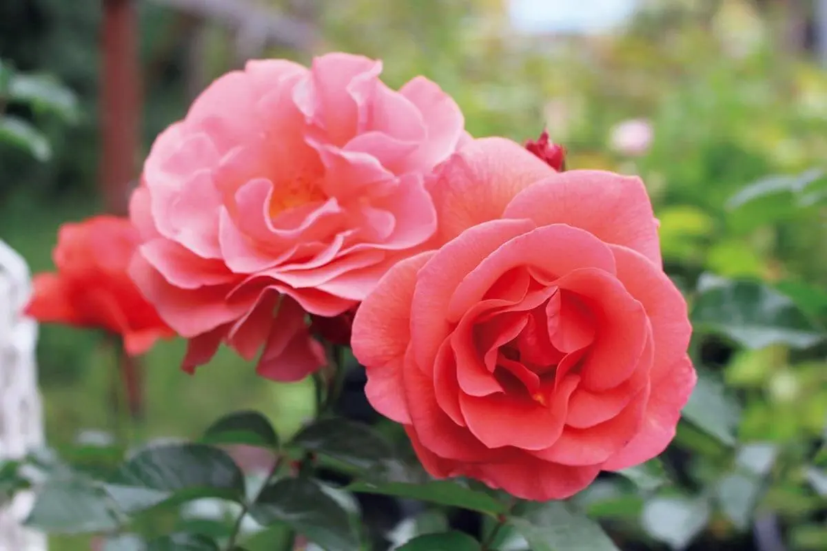 綾瀬市・光綾公園のバラ園が5月1日リニューアルオープン！河合伸志さん