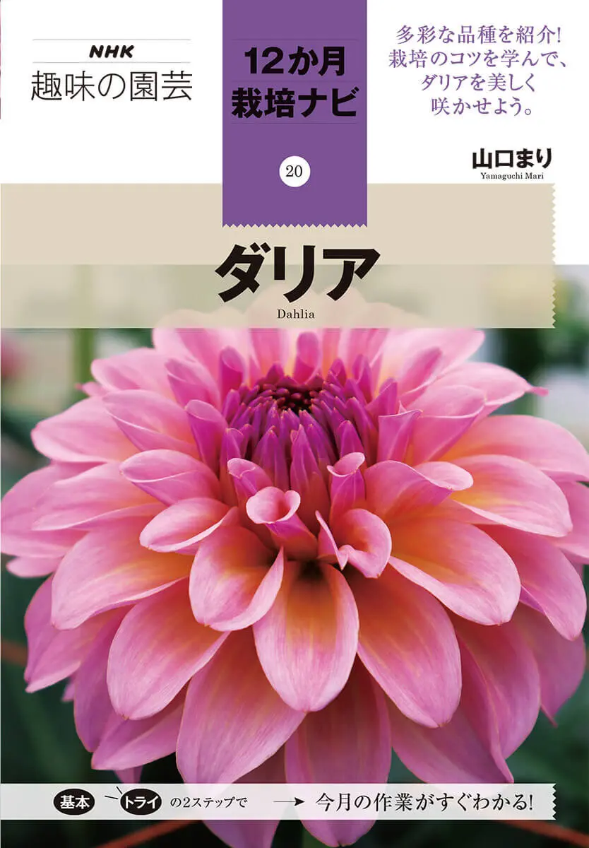 皇帝ダリアとは｜育て方がわかる植物図鑑｜みんなの趣味の園芸（NHK出版）