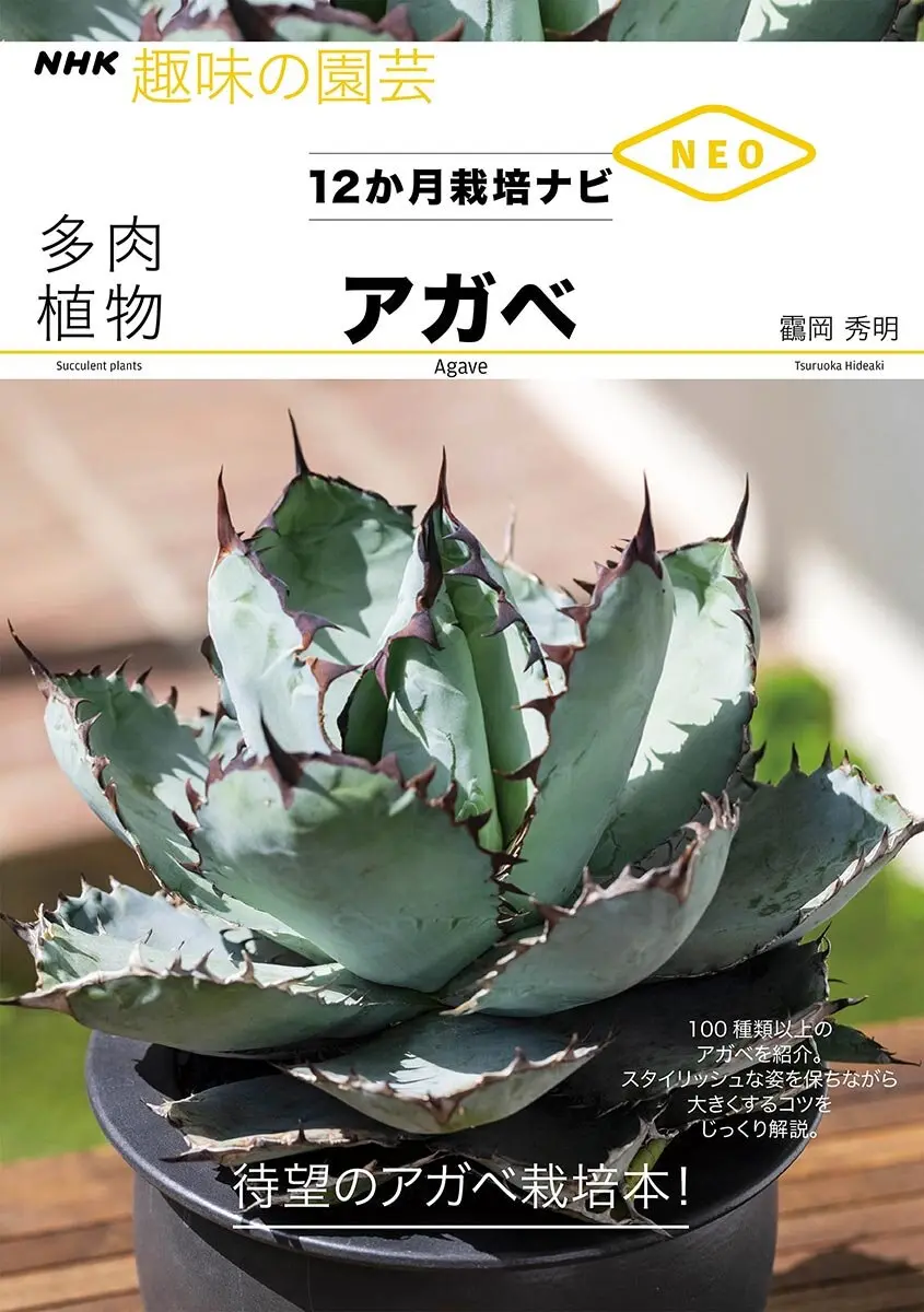 アガベ栽培で、選んではいけない鉢とは｜記事｜みんなの趣味の園芸